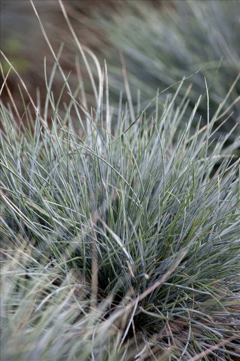 Festuca cinerea