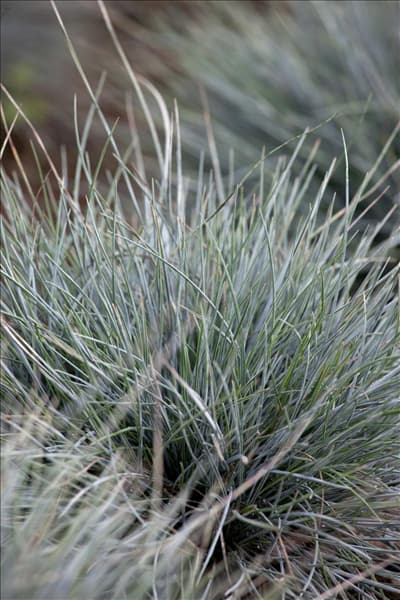 Festuca cinerea 'Azurit'