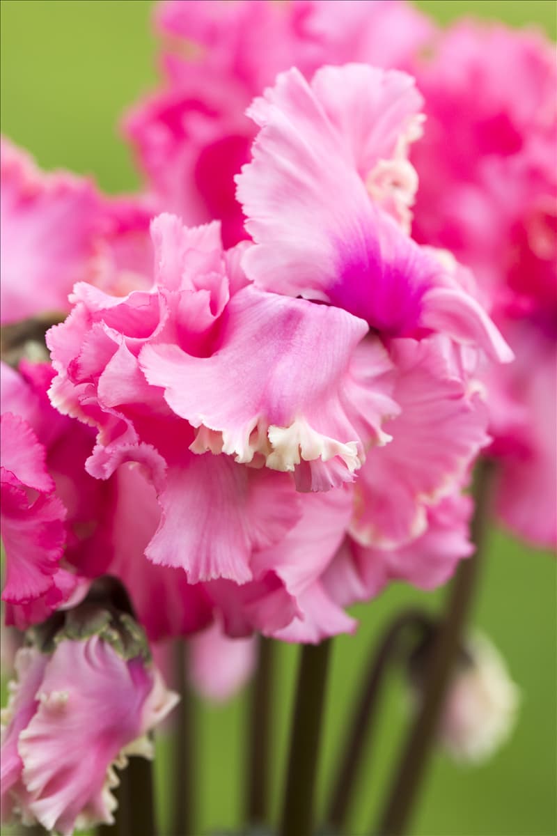 Cyclamen persicum 'Rokoko'