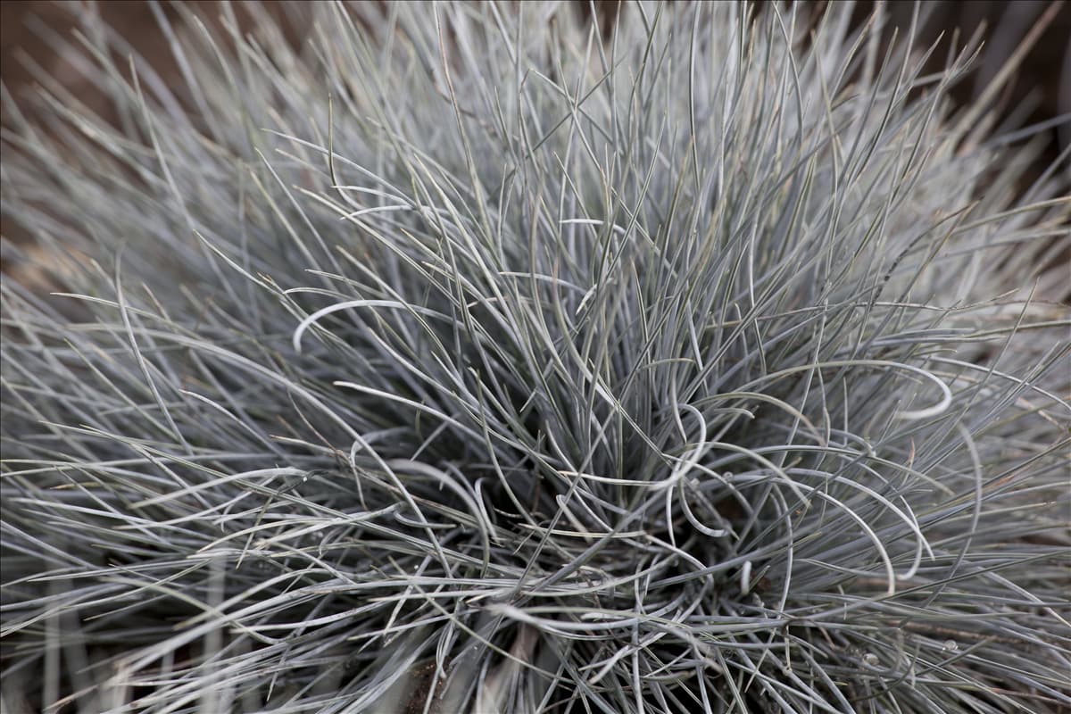 Festuca cinerea