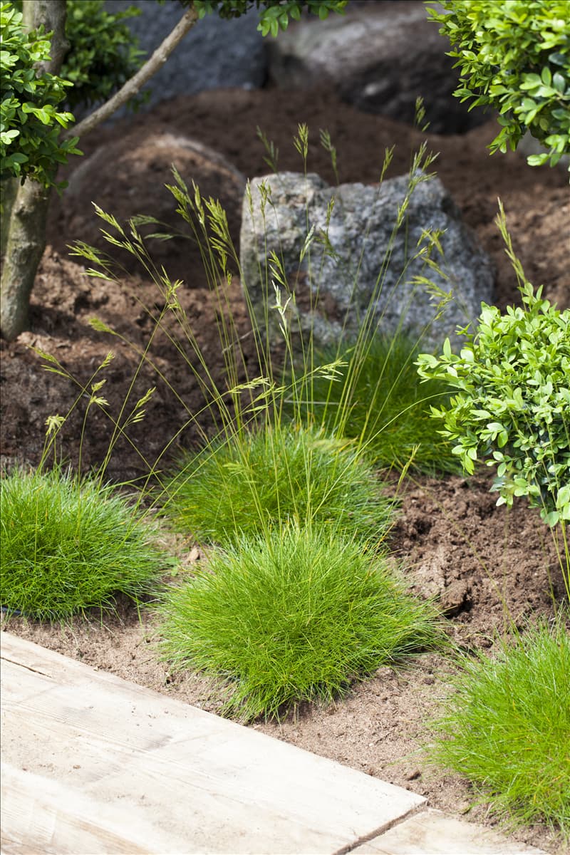 Festuca gautieri 'Pic Carlit'