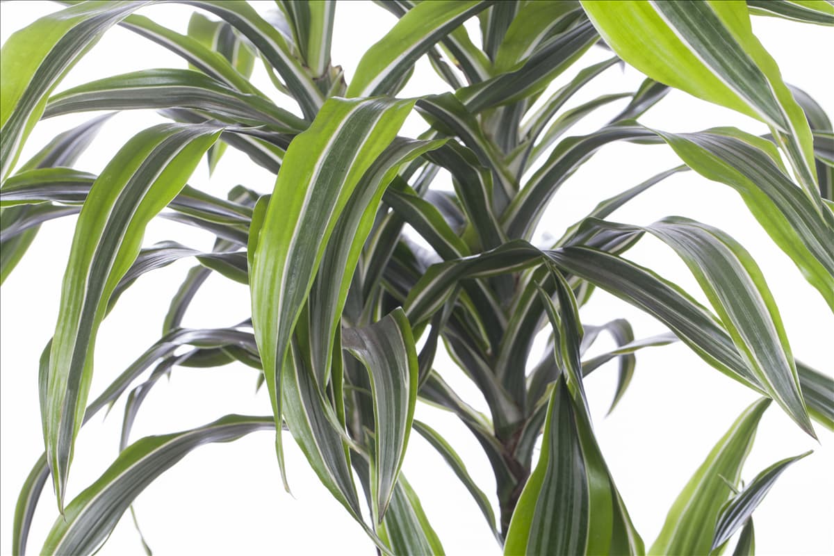 Dracaena fragrans 'Lemon Lime'