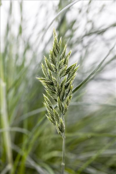 Festuca glauca