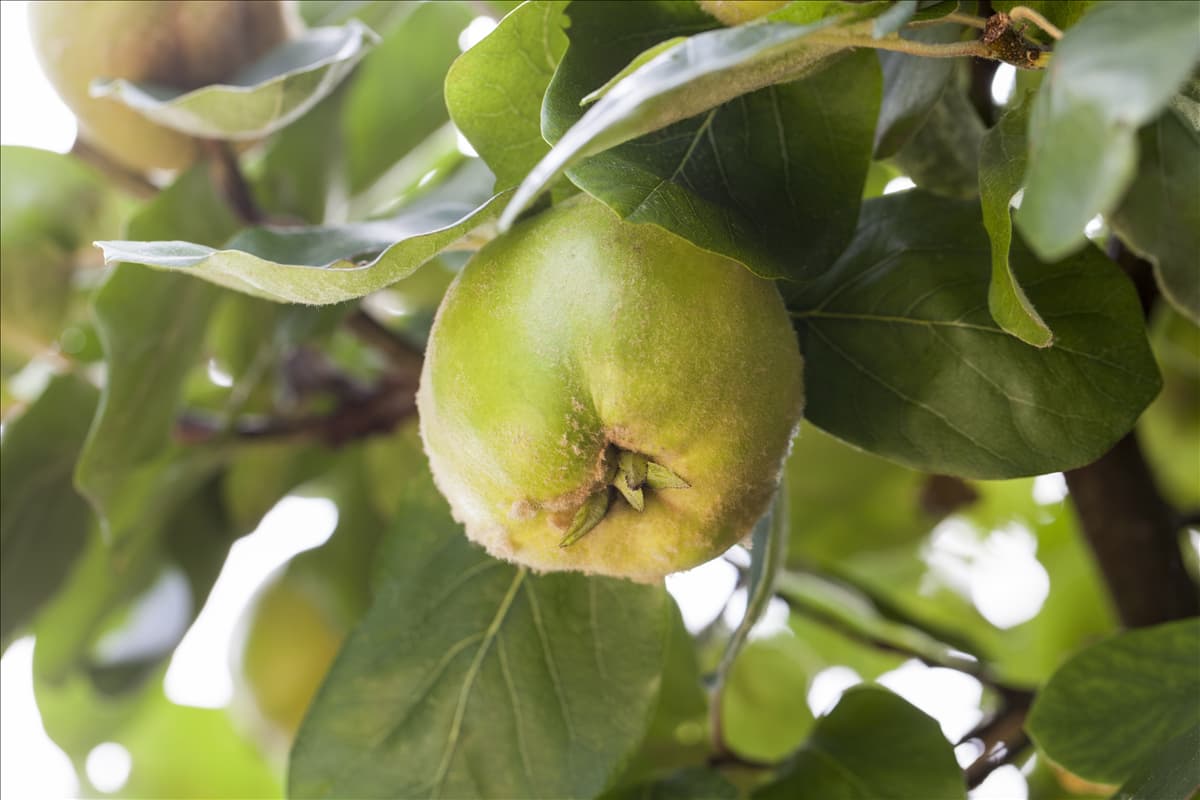 Cydonia oblonga 'Konstantinopeler Apfelquitte'