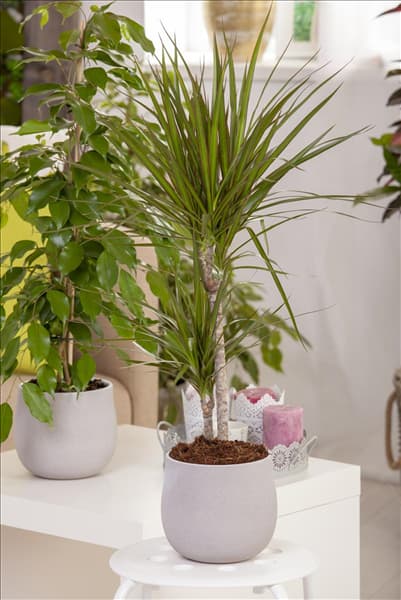 Dracaena marginata