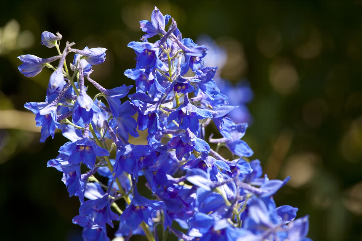 Delphinium x cultorum
