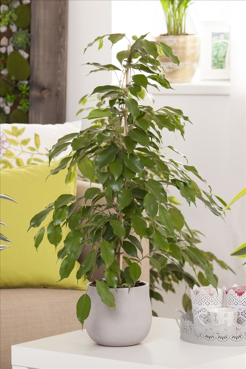 Ficus benjamina