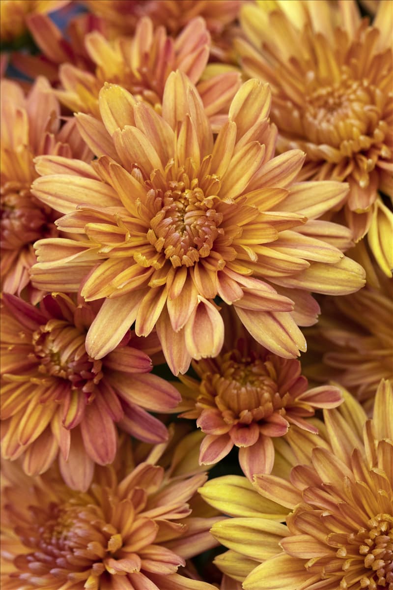 Chrysanthemum 'Mystic Mums'