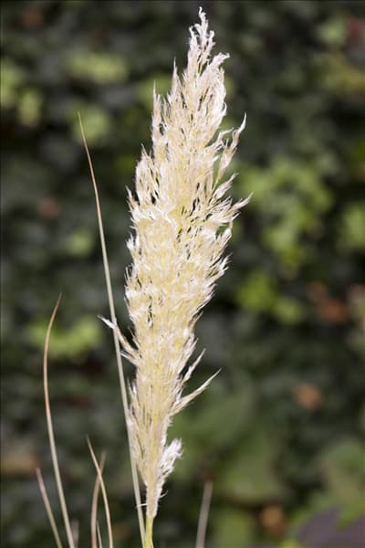 Cortaderia selloana 'Comet'®