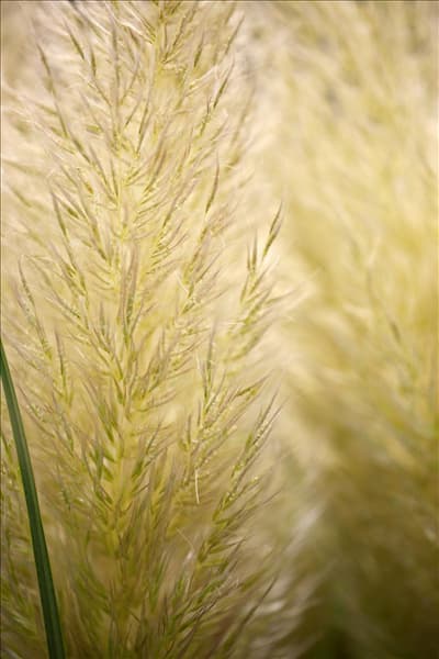 Cortaderia selloana 'Evita'®