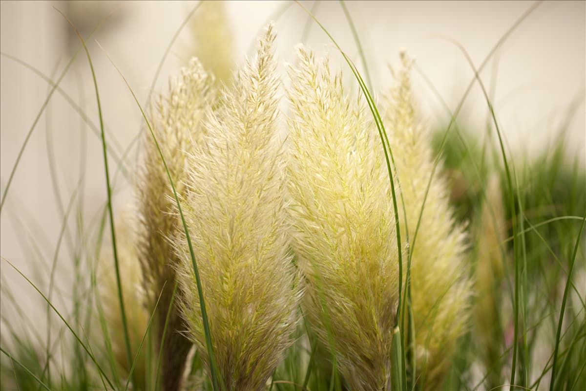 Cortaderia selloana