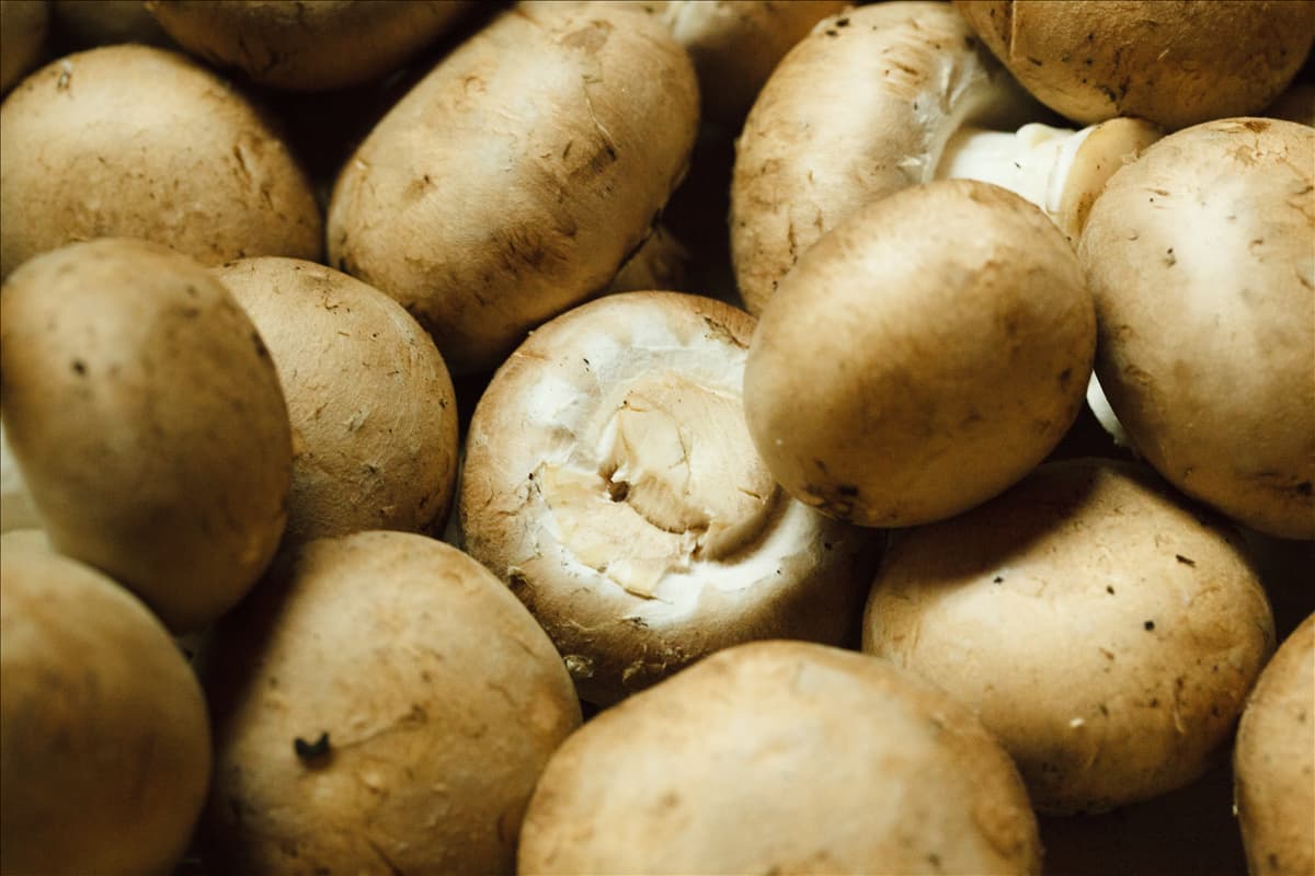 Agaricus campestris