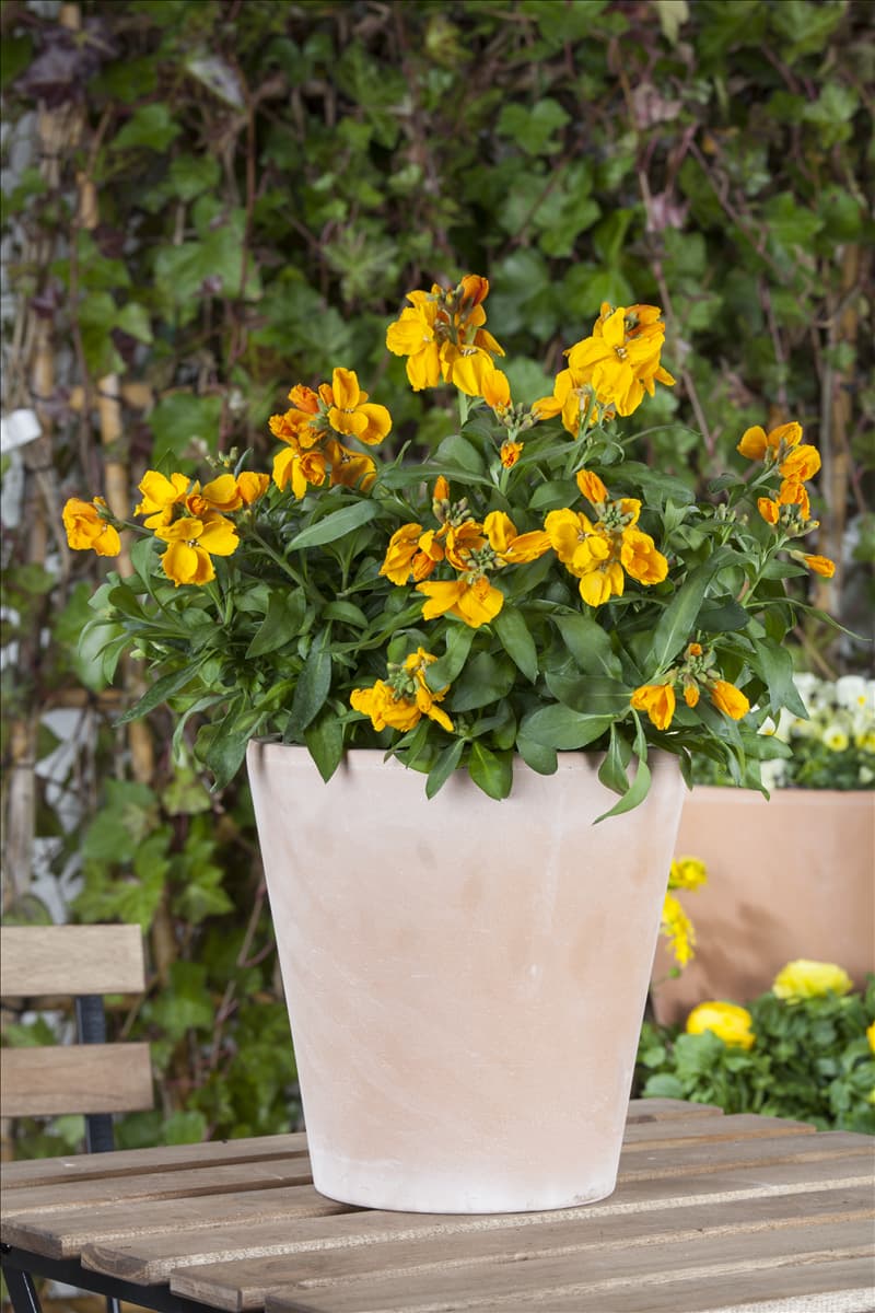 Erysimum cheiri