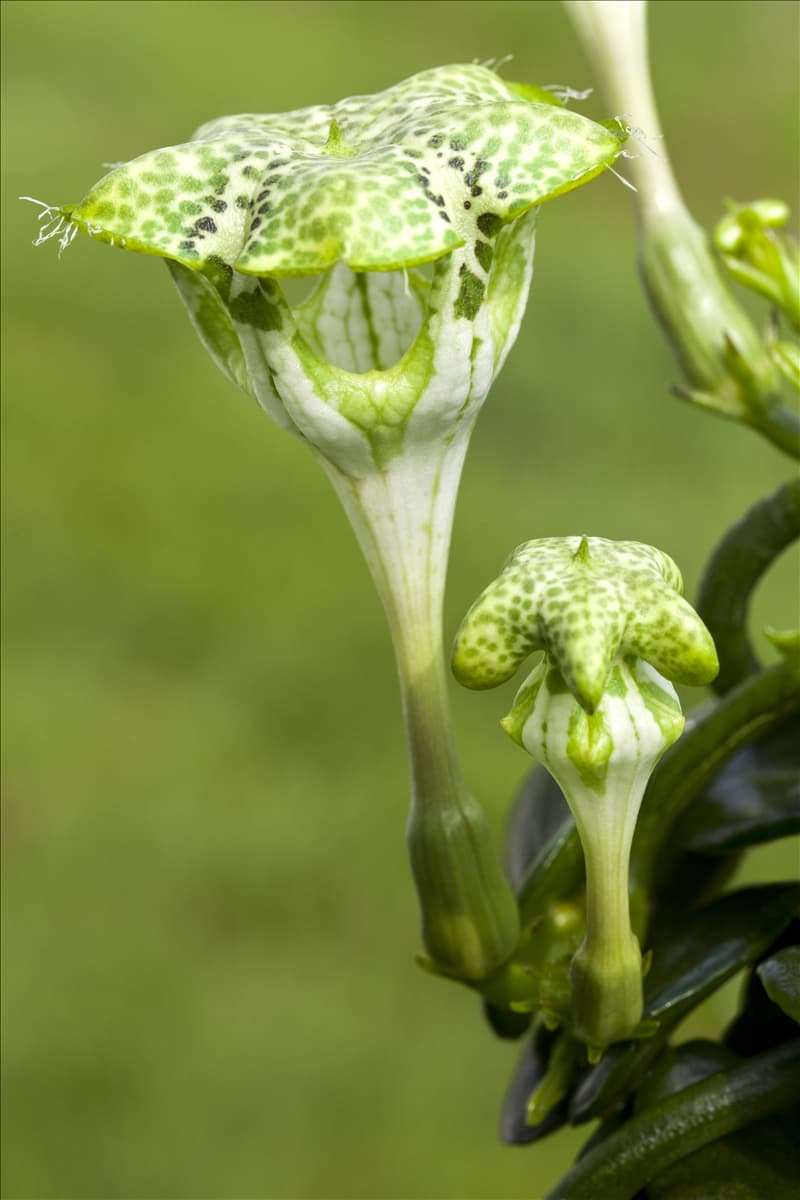 Ceropegia sandersonii
