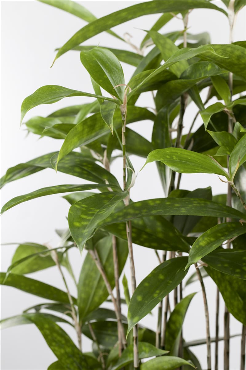 Dracaena surculosa