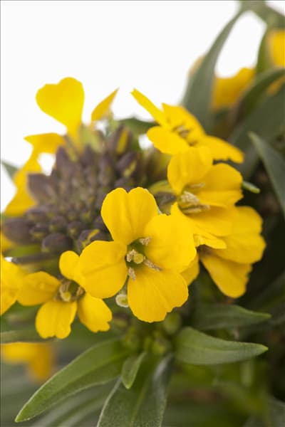 Erysimum cheiri 'Canaries Yellow'