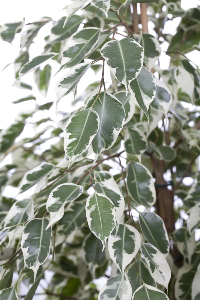 Ficus benjamina 'Twilight'