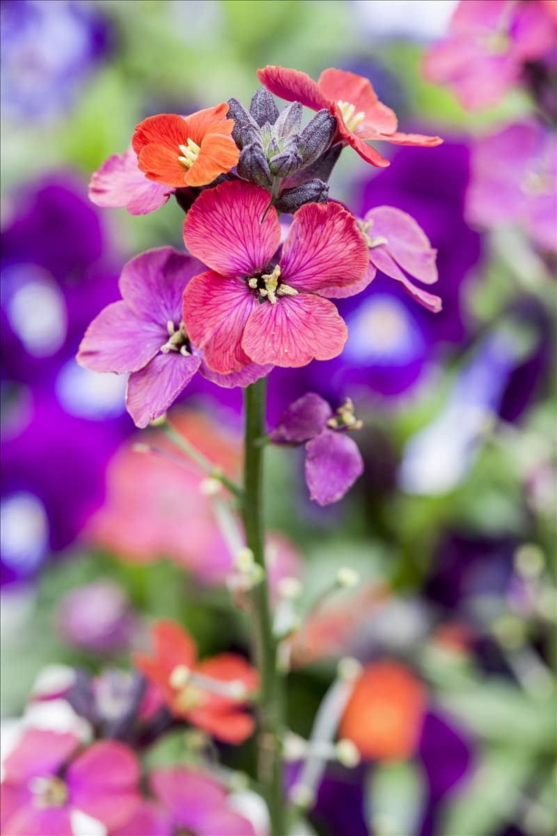 Erysimum linifolium 'Bowles Mauve'
