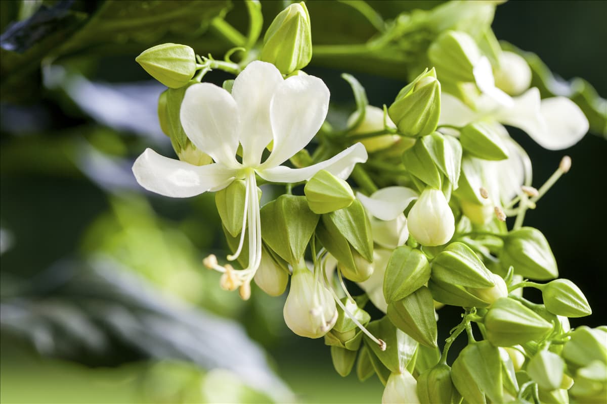 Clerodendrum wallichii