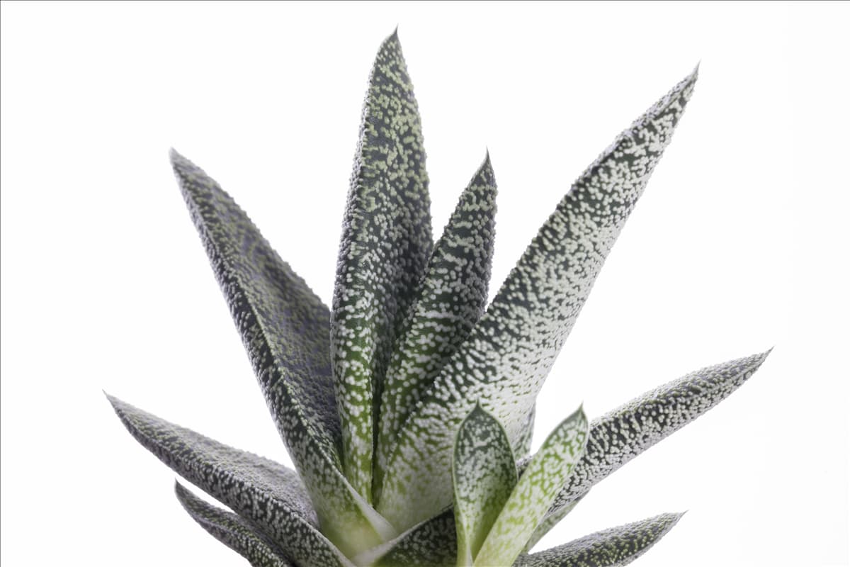 Gasteria