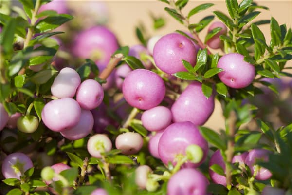 Gaultheria mucronata