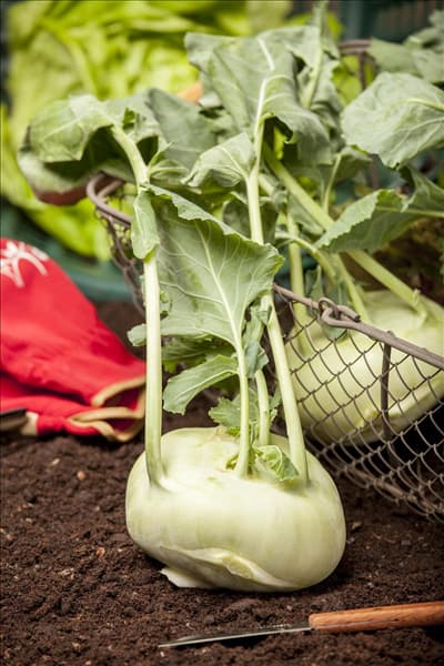 Brassica oleracea var. gongylodes 'Weißer Delikatess'