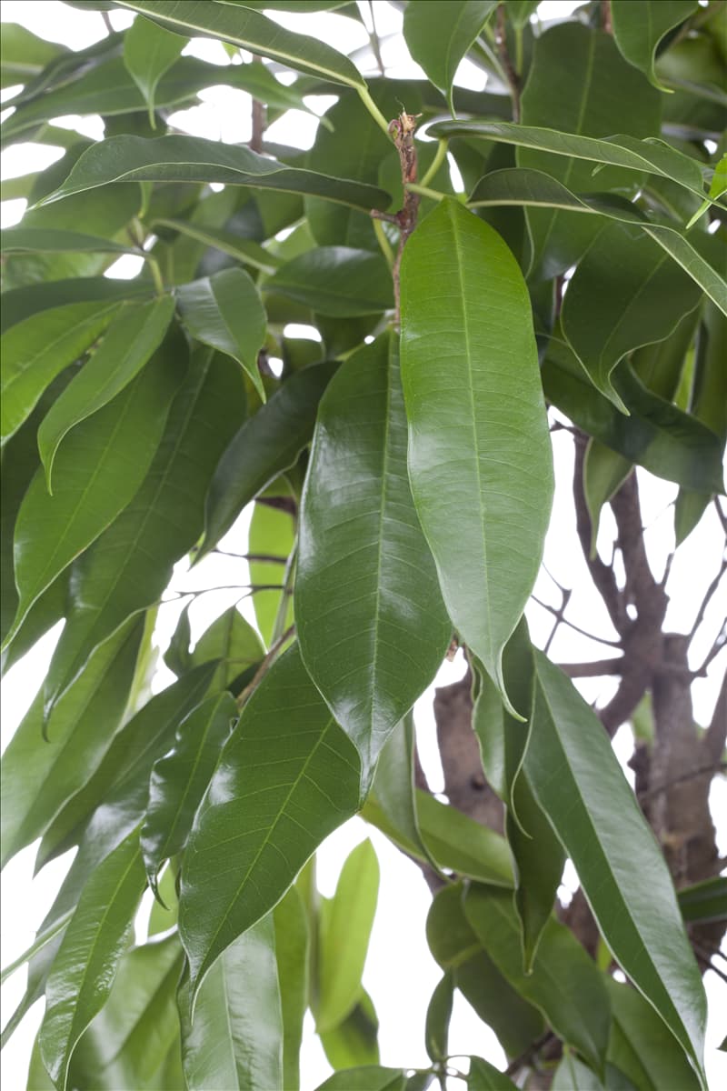 Ficus binnendijkii 'Amstel King'