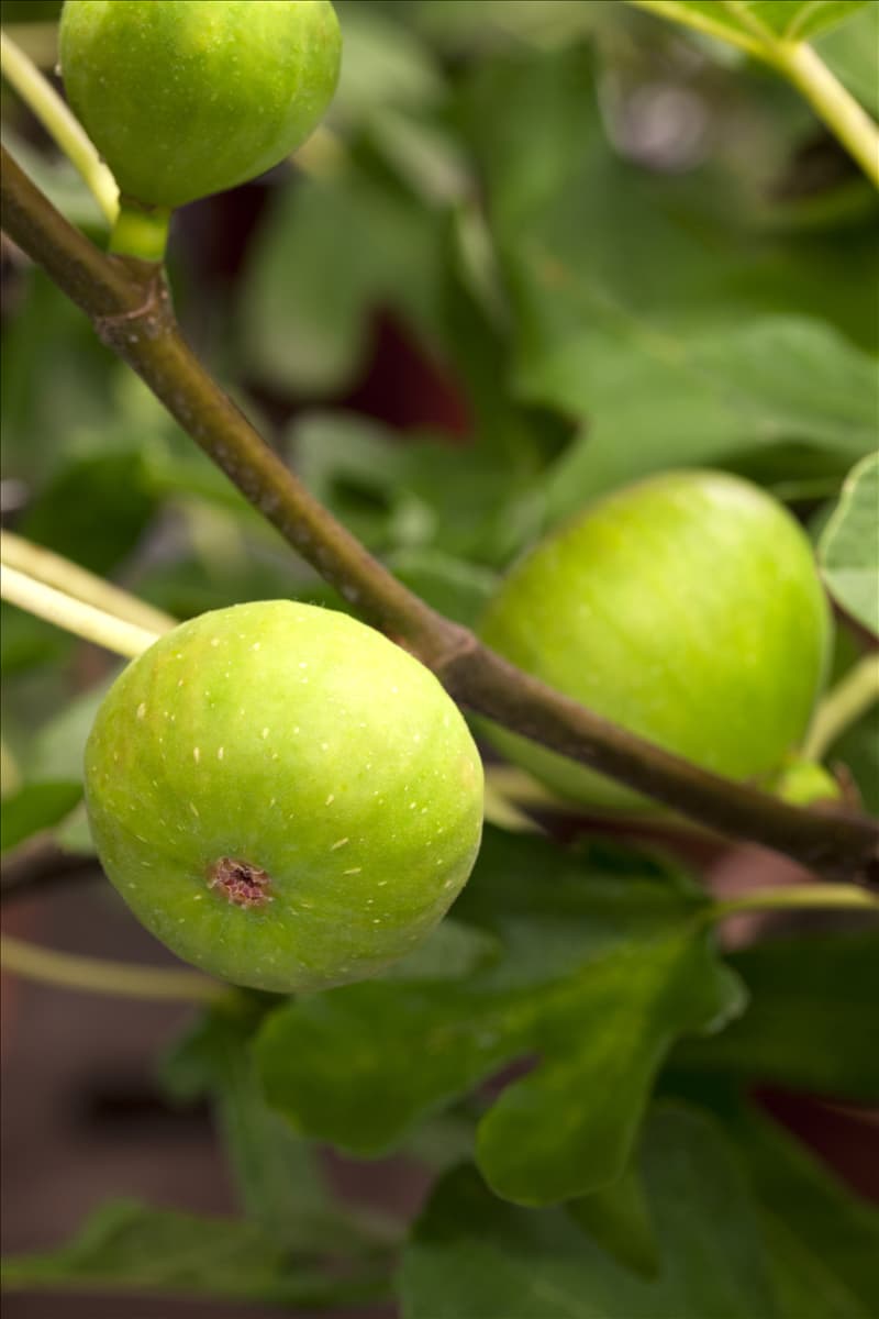 Ficus carica