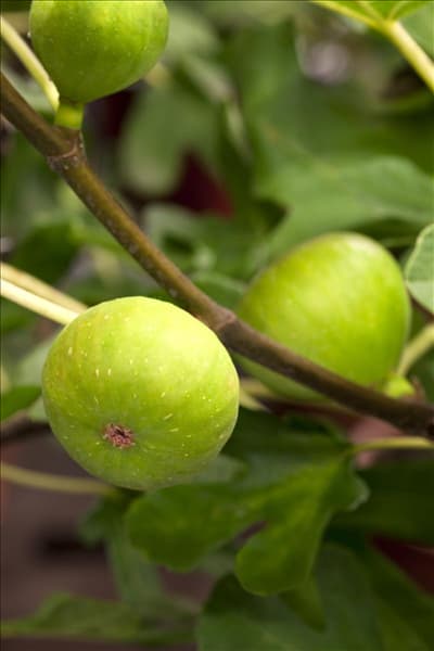 Ficus carica