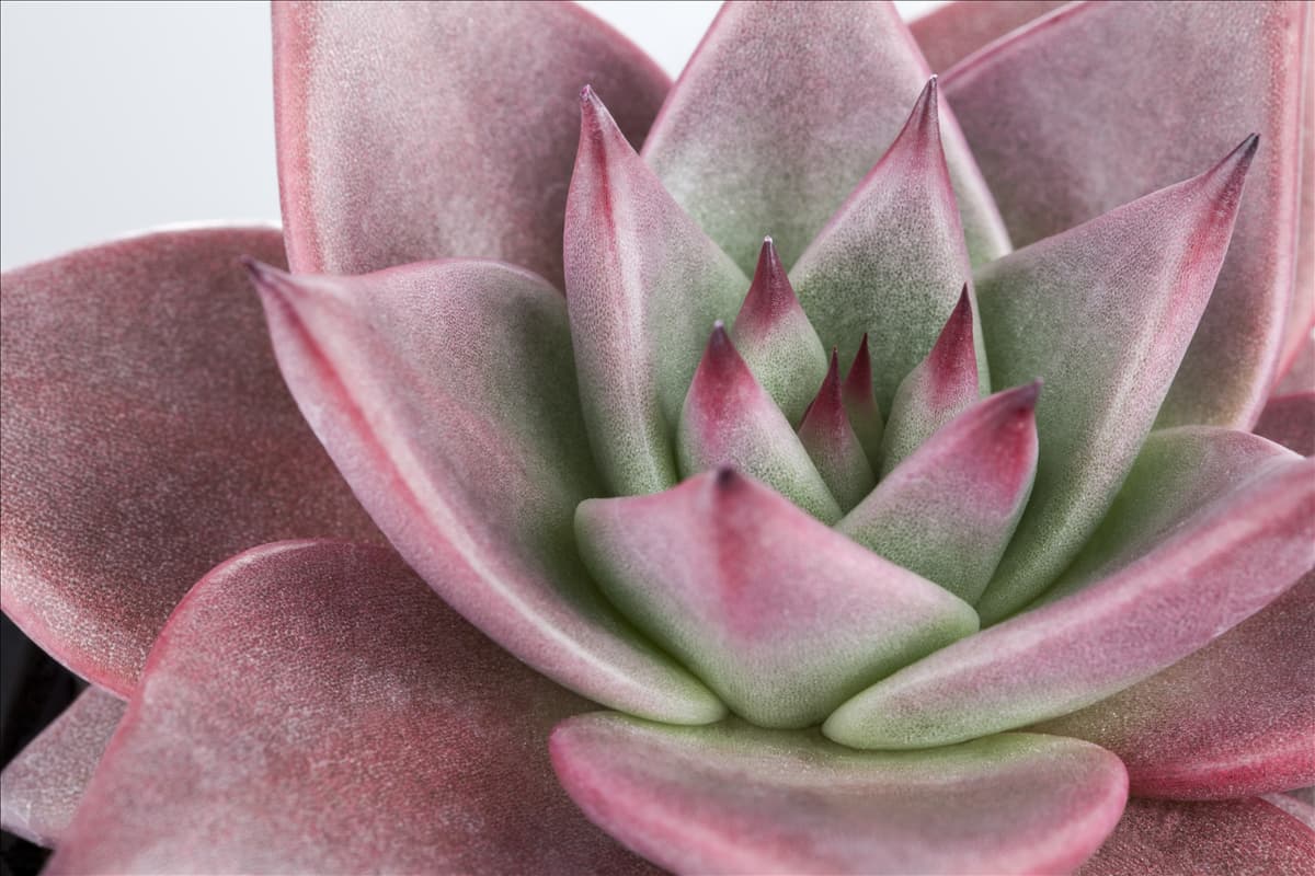 Echeveria