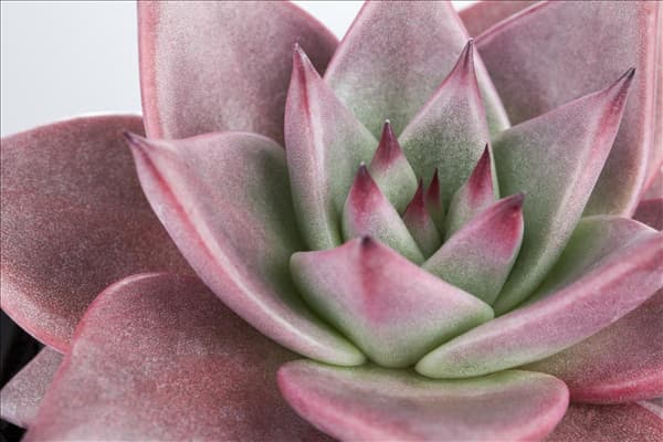 Echeveria agavoides