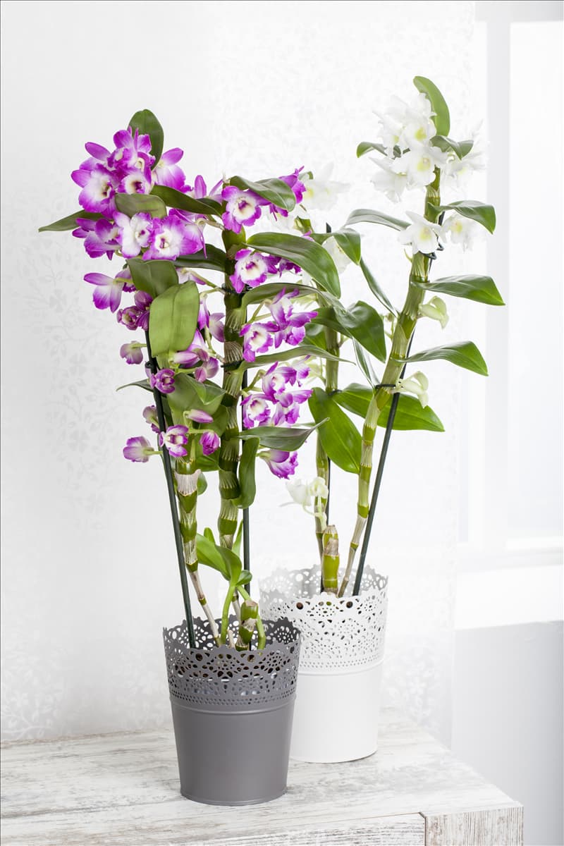 Dendrobium nobile