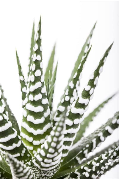 Haworthia fasciata