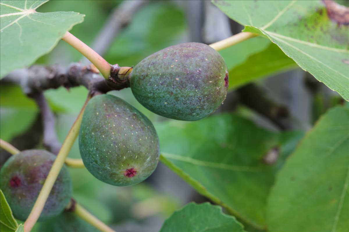 Ficus carica