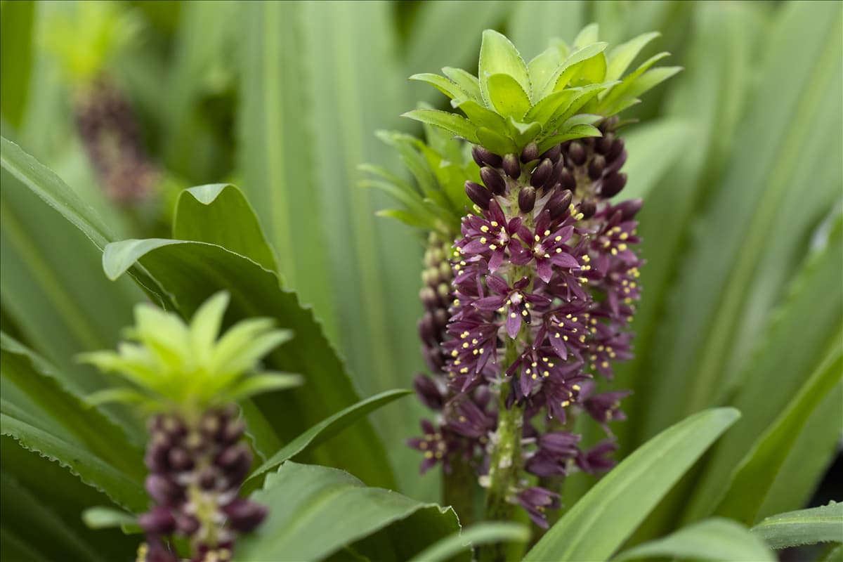 Eucomis 'Aloha Lily'