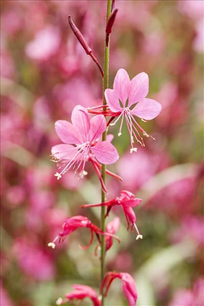 Gaura lindheimeri