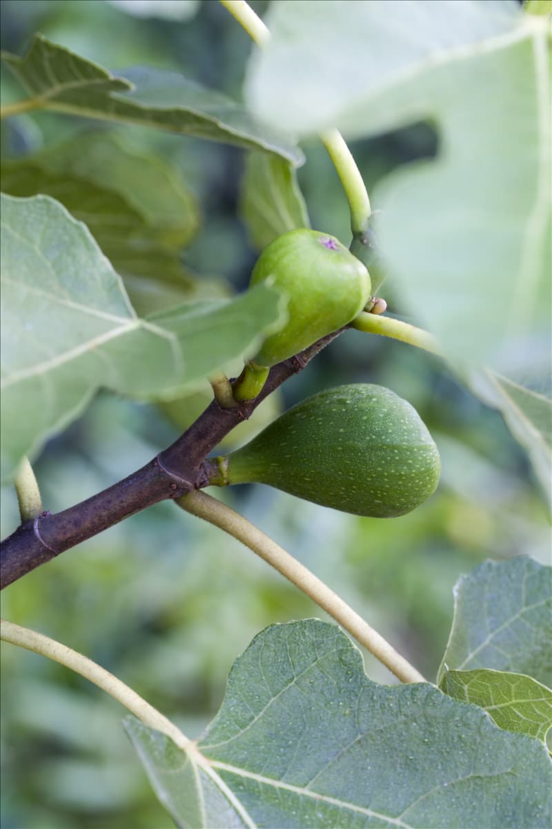 Ficus carica 'Helvetica'