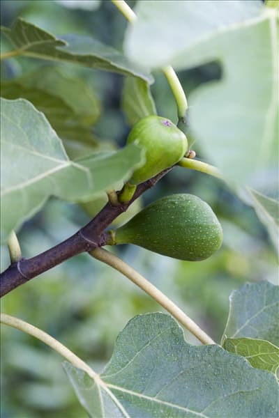 Ficus carica 'Helvetica'