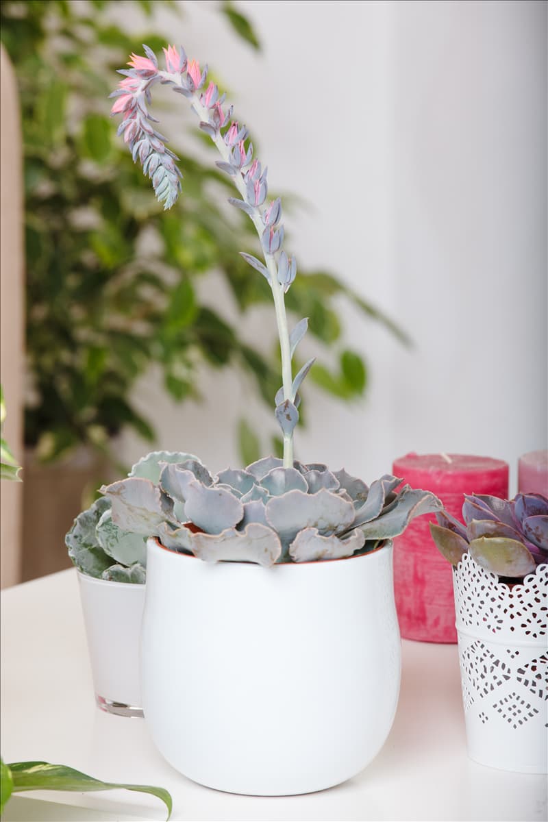 Echeveria 'Blue Prince'