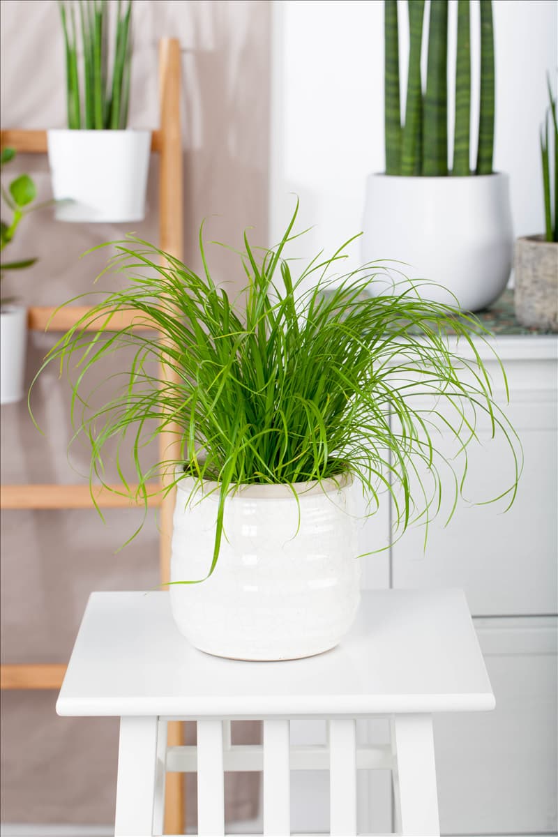 Cyperus zumula