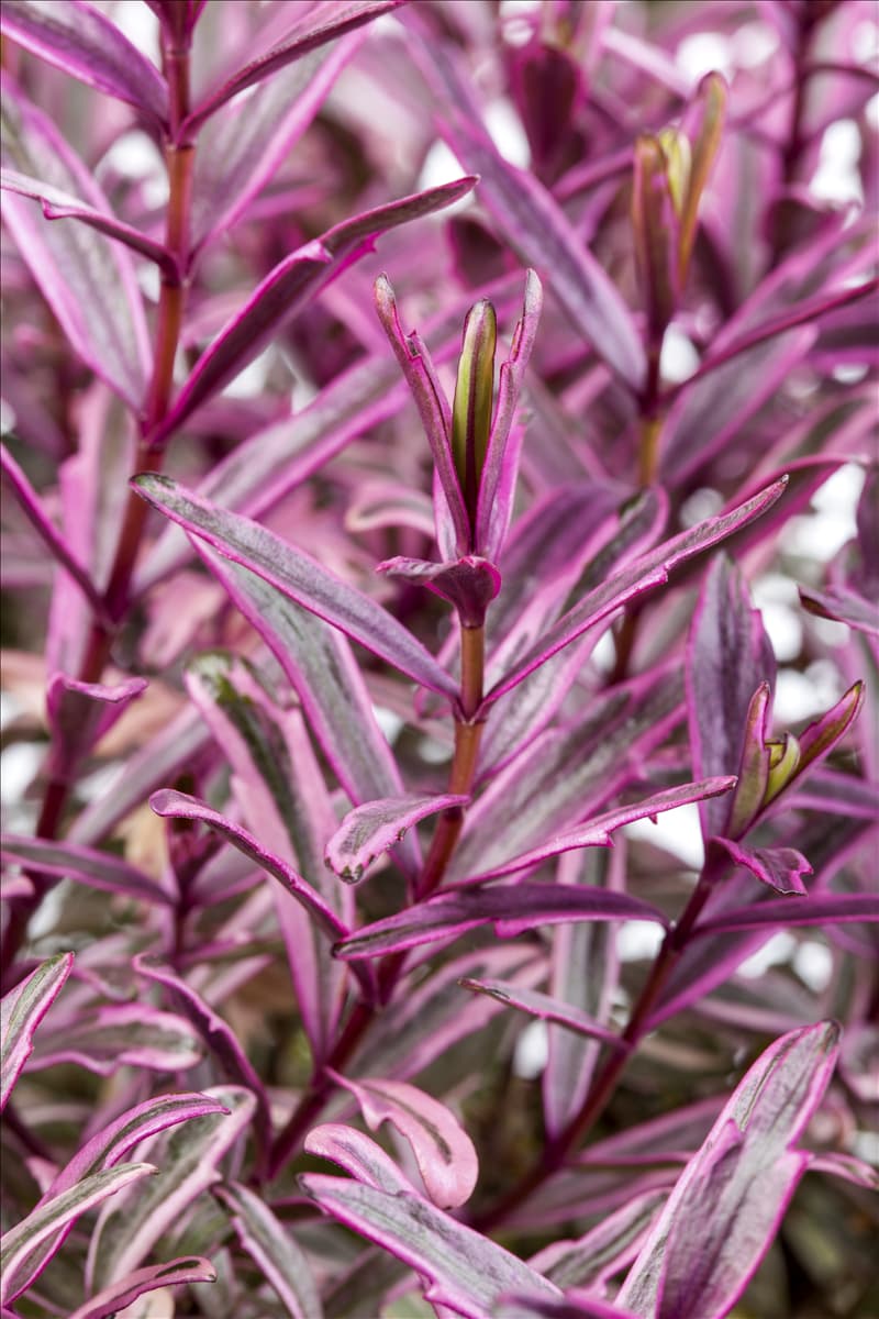 Hebe 'Frozen Flame'