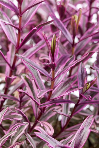 Hebe 'Frozen Flame'