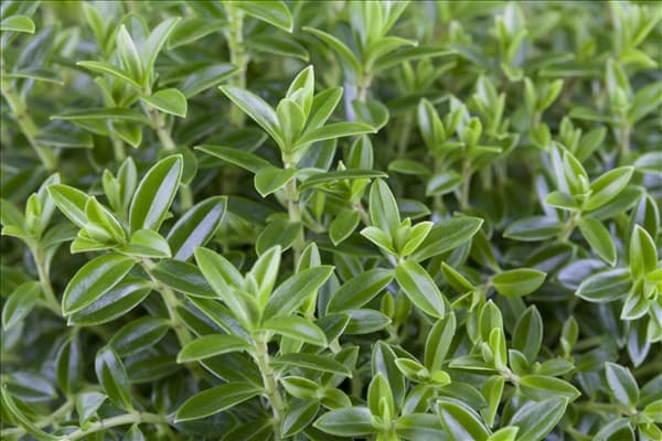 Hebe 'Green Boys'