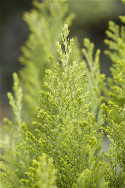 Chamaecyparis lawsoniana 'Ellwood´s Empire'