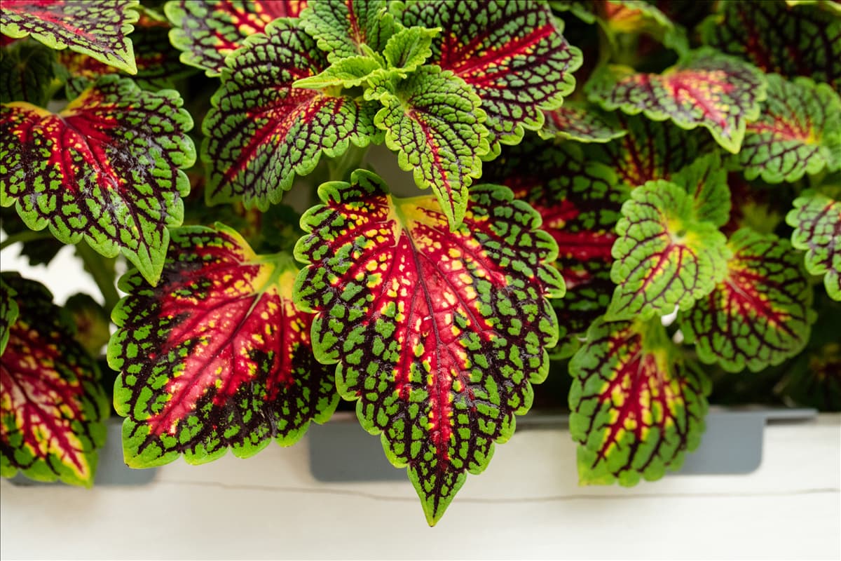 Coleus blumei 'Freaky Leaves'™