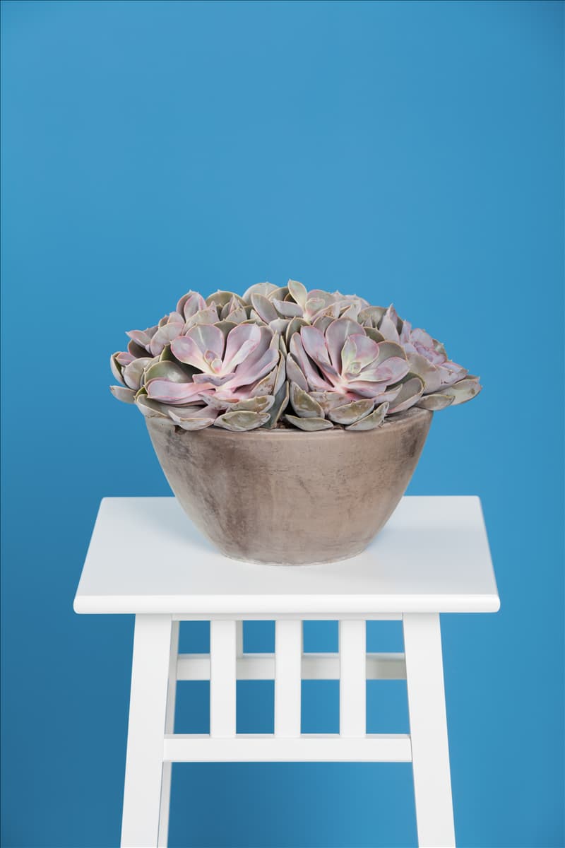 Echeveria 'Purple Pearl'