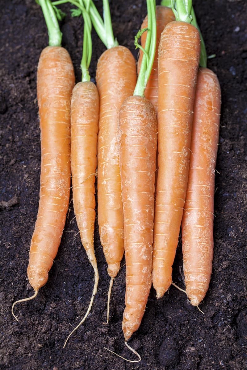 Daucus carota var. sativus