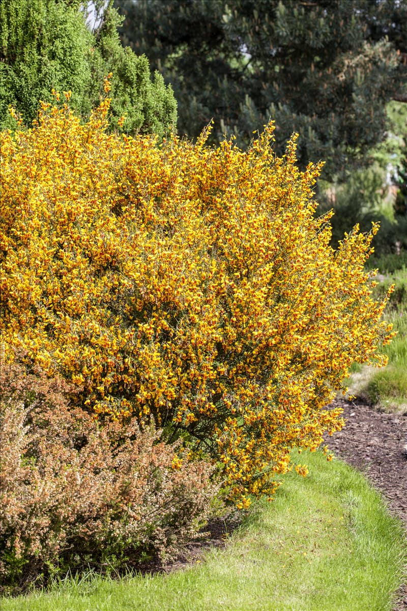 Cytisus scoparius