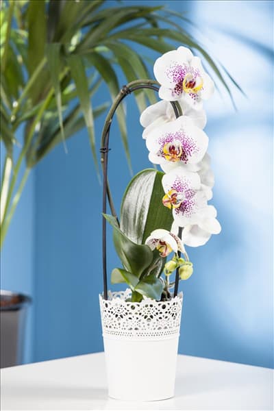Phalaenopsis