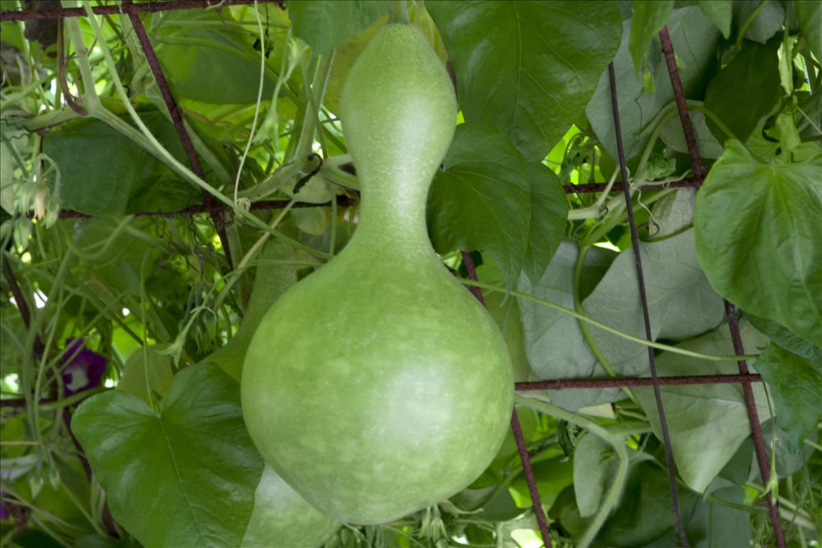 Cucurbita lagenaria